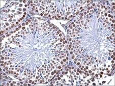 Monoclonal Anti-5-Methylcytosine / 5-mC antibody produced in mouse clone GT4111, affinity isolated antibody