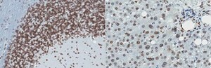 Anti-Lamin A and C Antibody, clone 2F4.1 clone 2F4.1, from mouse