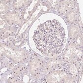 Anti-SLC1A4 antibody produced in rabbit Prestige Antibodies&#174; Powered by Atlas Antibodies, affinity isolated antibody, buffered aqueous glycerol solution