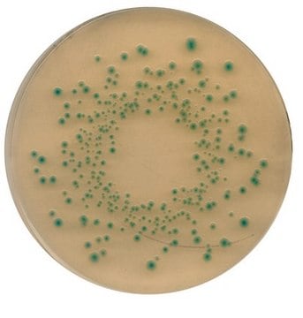 Chromocult&#174; Tryptone Bile X-glucuronide agar ISO 16649, suitable for microbiology