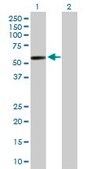 Anti-GAL3ST4 antibody produced in rabbit purified immunoglobulin, buffered aqueous solution