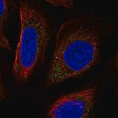 Anti-PLPP7 antibody produced in rabbit Prestige Antibodies&#174; Powered by Atlas Antibodies, affinity isolated antibody
