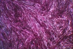 OsteoMAX-XF分化培养基 Defined Xeno-Free osteogenesis differentiation medium that is specially formulated to readily differentiate human mesenchymal stem cells (MSCs) into mature osteocytes as assessed by alizarin red &amp; alkaline phosphatase staining.