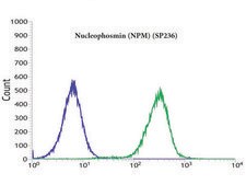 Anti-Nucleophosmin antibody, Rabbit monoclonal recombinant, expressed in proprietary host, clone SP236, affinity isolated antibody