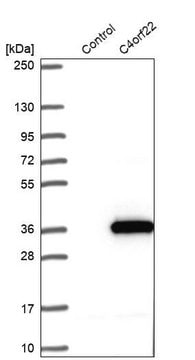 Anti-C4orf22 antibody produced in rabbit Prestige Antibodies&#174; Powered by Atlas Antibodies, affinity isolated antibody, buffered aqueous glycerol solution