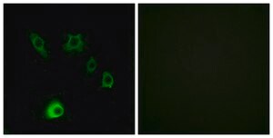 Anti-FGF18 antibody produced in rabbit affinity isolated antibody