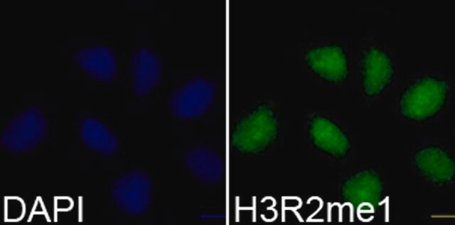 Anti-MonoMethyl-Histone H3-R2 antibody produced in rabbit