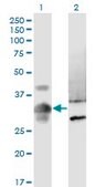 Monoclonal Anti-MPPED2 antibody produced in mouse clone 4H5, purified immunoglobulin, buffered aqueous solution