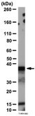 Anti-RAD51 Antibody from rabbit, purified by affinity chromatography