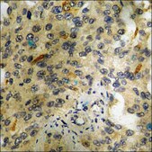 Anti-phospho-CREB (pSer121) antibody produced in rabbit affinity isolated antibody