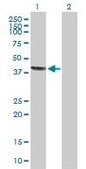 Anti-STX18 antibody produced in rabbit purified immunoglobulin, buffered aqueous solution