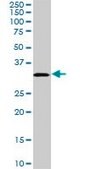 Monoclonal Anti-PRPS1L1 antibody produced in mouse clone 5E10, purified immunoglobulin, buffered aqueous solution