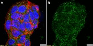 Anti-LTBP4 Antibody, clone 2M8 ZooMAb® Rabbit Monoclonal recombinant, expressed in HEK 293 cells