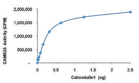 Calmodulin1, His tagged human recombinant, expressed in E. coli, &#8805;70% (SDS-PAGE), buffered aqueous glycerol solution