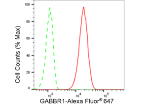 Anti GABBR1 Antibody, clone 23GB5495, Rabbit Monoclonal clone 23GB5495, recombinant rabbit monoclonal, expressed in HEK293 cells