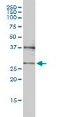 Monoclonal Anti-CRSP9 antibody produced in mouse clone 3E7, purified immunoglobulin, buffered aqueous solution