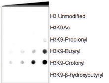 Anti-Crotonyl-Histone H3 (Lys9) antibody, Rabbit monoclonal recombinant, expressed in HEK 293 cells, clone RM339, purified immunoglobulin