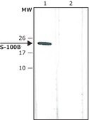 Anti-S-100 (&#946;-Subunit) antibody, Mouse monoclonal clone SH-B4, purified from hybridoma cell culture