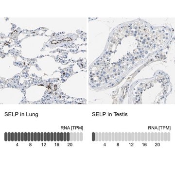 Anti-SELP antibody produced in rabbit Ab2, Prestige Antibodies&#174; Powered by Atlas Antibodies, affinity isolated antibody, buffered aqueous glycerol solution