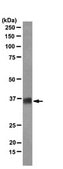 Anti-SOX-2 Antibody, clone 10H9.1 clone 10H9.1, from mouse