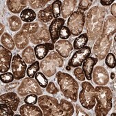 Anti-ISCA2 antibody produced in rabbit Prestige Antibodies&#174; Powered by Atlas Antibodies, affinity isolated antibody, buffered aqueous glycerol solution