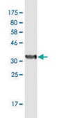 Monoclonal Anti-SUPT4H1, (C-terminal) antibody produced in mouse clone 3G4, purified immunoglobulin, buffered aqueous solution
