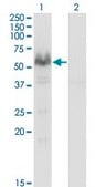 Monoclonal Anti-PPP3CA antibody produced in mouse clone 2G8, purified immunoglobulin, buffered aqueous solution