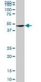 Anti-SH3GLB2 antibody produced in mouse IgG fraction of antiserum, buffered aqueous solution