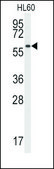Anti-SRMS (N-term) antibody produced in rabbit IgG fraction of antiserum, buffered aqueous solution