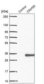 Anti-C5ORF30 antibody produced in rabbit Prestige Antibodies&#174; Powered by Atlas Antibodies, affinity isolated antibody, buffered aqueous glycerol solution
