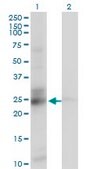 Monoclonal Anti-C21orf33 antibody produced in mouse clone 1F5, purified immunoglobulin, buffered aqueous solution