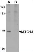 Anti-ATG13 antibody produced in rabbit affinity isolated antibody, buffered aqueous solution