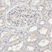 Anti-MS4A8 antibody produced in rabbit Prestige Antibodies&#174; Powered by Atlas Antibodies, affinity isolated antibody, buffered aqueous glycerol solution