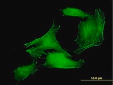 Anti-PDLIM7 antibody produced in mouse purified immunoglobulin, buffered aqueous solution