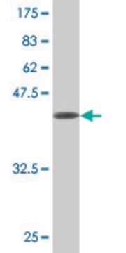 Monoclonal Anti-MPHOSPH6 antibody produced in mouse clone 4F11, purified immunoglobulin, buffered aqueous solution