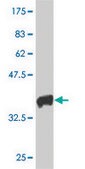 Monoclonal Anti-HAND2, (C-terminal) antibody produced in mouse clone 3D5, purified immunoglobulin, buffered aqueous solution