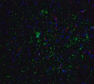 Anti-NELF antibody produced in rabbit affinity isolated antibody