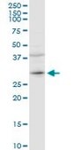 Anti-CER1 antibody produced in rabbit purified immunoglobulin, buffered aqueous solution