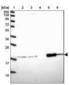 Anti-OPA3 antibody produced in rabbit Prestige Antibodies&#174; Powered by Atlas Antibodies, affinity isolated antibody, buffered aqueous glycerol solution