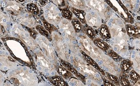 Anti-Filamin A Antibody, clone 1D12 ZooMAb&#174; Rabbit Monoclonal recombinant, expressed in HEK 293 cells