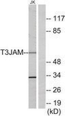 Anti-T3JAM antibody produced in rabbit affinity isolated antibody