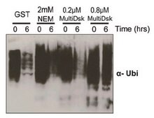 MultiDsk-Ubiquitin-binding protein reagent This MultiDsk-Ubiquitin-binding protein reagent is validated for use in Affinity Precipitation Assays for the pull-down of mono- and poly-ubiquitinated proteins.