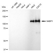 Anti NEDD4 Binding Protein 1 Antibody, clone 24GB120, Rabbit Monoclonal clone 24GB120, recombinant rabbit monoclonal, expressed in HEK293 cells
