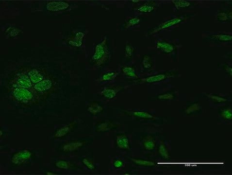 Monoclonal Anti-RPS6KA5 antibody produced in mouse clone 1G7, purified immunoglobulin, buffered aqueous solution