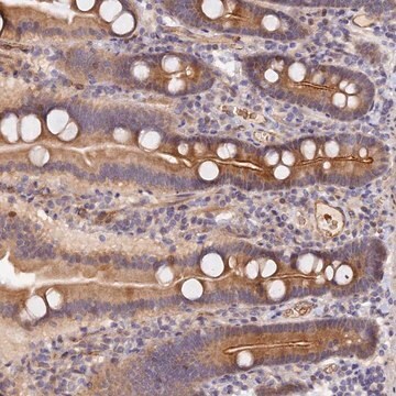 Anti-MISP3 antibody produced in rabbit Prestige Antibodies&#174; Powered by Atlas Antibodies, affinity isolated antibody, buffered aqueous glycerol solution