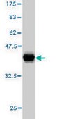 Monoclonal Anti-TCF12 antibody produced in mouse clone 2E9, purified immunoglobulin, buffered aqueous solution