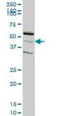 Monoclonal Anti-RAPGEFL1 antibody produced in mouse clone 4G2, purified immunoglobulin, buffered aqueous solution