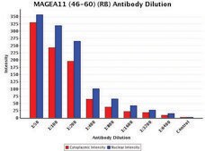 Anti-MAGEA11 (46-60) antibody produced in rabbit IgG fraction of antiserum, buffered aqueous solution