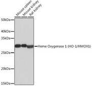 Anti-Heme Oxygenase 1 (HO-1/HMOX1) antibody produced in rabbit