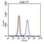 Rabbit anti-BCR Antibody, Affinity Purified Powered by Bethyl Laboratories, Inc.
